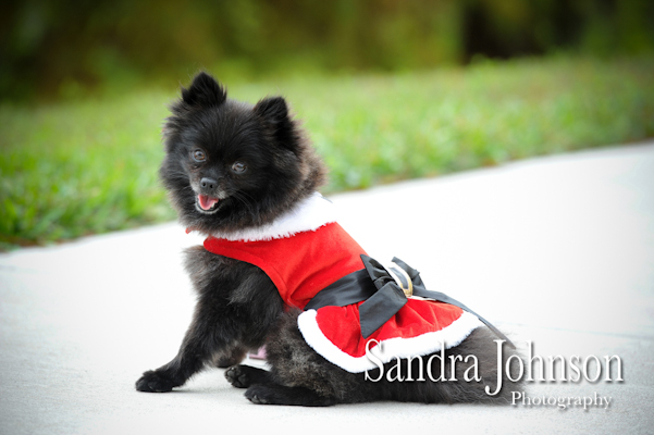 Best Orlando Pet Photographer - Sandra Johnson (SJFoto.com)